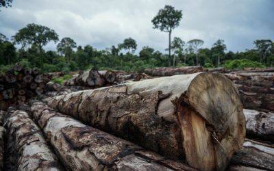 Aumento do desmatamento na Amazônia é incontestável, afirma pesquisador