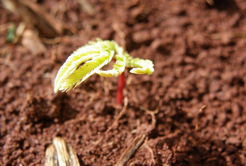 Desmatamento: É possível recuperar 12 milhões de hectares de vegetação nativa do país até 2030, indica relatório